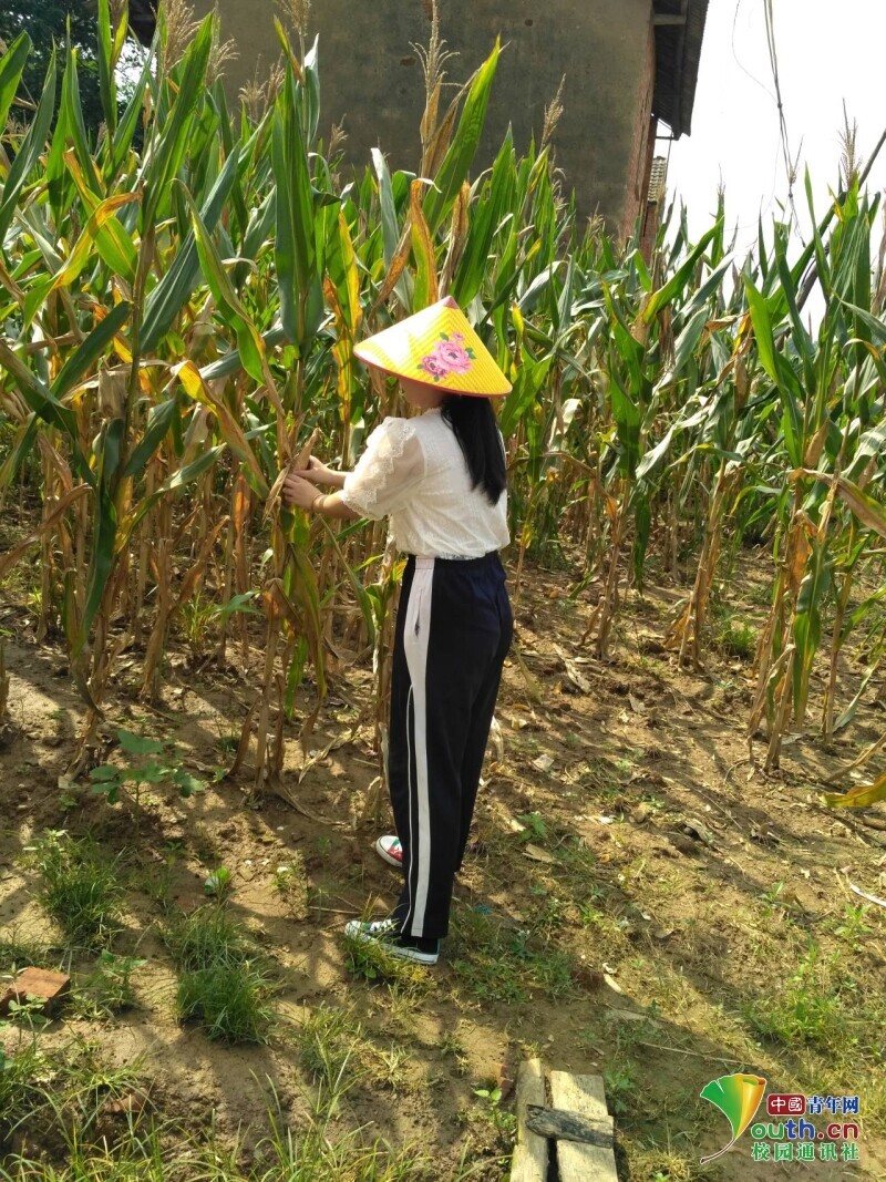 图为志愿者在田地里帮忙干农活.中国青年网通讯员 余玮琦 提供