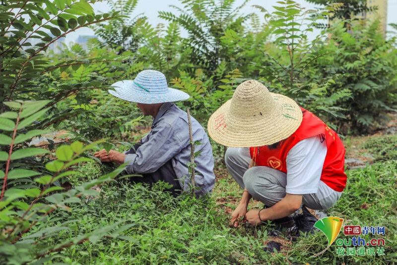 重庆大学生三下乡:乡村振兴,教育先行